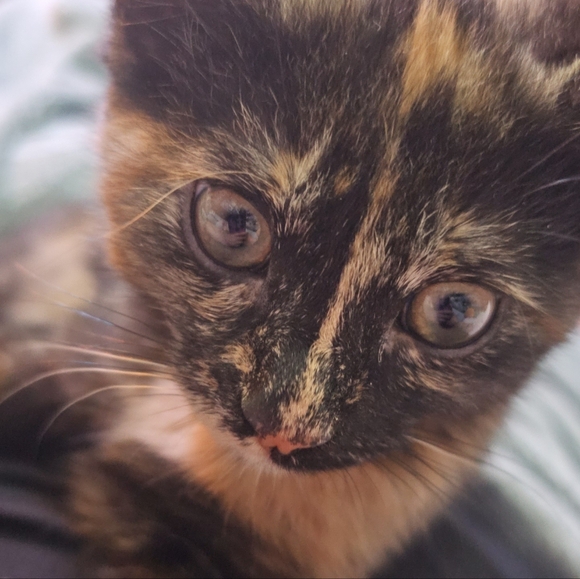 Meet your Posher, Leeanna - Picture 3 of 6